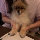 간바레미나상 | 홍대 애견동반 이자카야맛집 간바레미나상