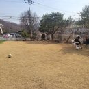 핑크멍 애견카페 애견호텔 남양주점 이미지