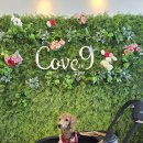 코브나인 이미지