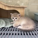 키튼히얼 고양이분양 김포본점 | 김포먼치킨분양 믿음이가는 키튼히얼에서(feat. 파주, 부천, 의정부)