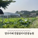 양주 신상 대형 카페 추천, 연꽃빌리지관광농원(로터스리) 아이랑 방문 후기