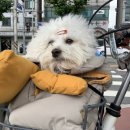 아름다울개 이미지