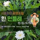 시골순이 약초드림