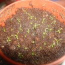 겜마