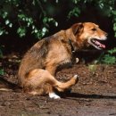 불당동물병원 이미지