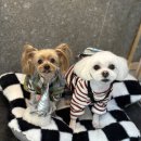 도그마 펫살롱 이미지