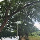 연둔리 숲정이 주차장 공중화장실 | [화순 반나절 힐링여행]핫플 카페 화순&#39;도곡에서&#39;,연둔리 숲정이까지(더위 피하기 좋은 곳)