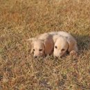 프리미엄 켄넬 이미지