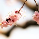 살구꽃가든 이미지