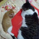 아짱아짱 이미지