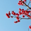 봄 전령사ㅡ매화/납매/풍년화 이미지