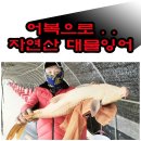 20241019 파주 삼방낚시터 대물향어 5kg, 메기 입질/챔질/랜딩 "인증샷" 올립니다. 이미지