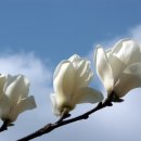 아름다움 이미지