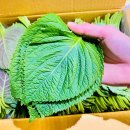 서진농장2 이미지