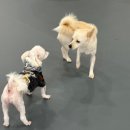 살랑살랑 멍치원 이미지