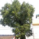 전동흘 장군 신도비 | 만암 이상진, 어떤 딸을 진안서 만나다 -