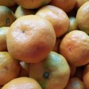 송씨네농장 이미지