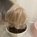 치즈 애견유치원&애견호텔 이미지