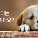 계산동물병원 이미지