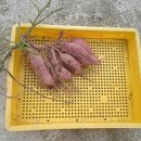 주형농장 이미지