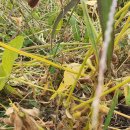 자연산 고들빼기 취나물 농사지은 콩잎 깻잎 이미지