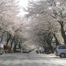 전국의 유명한 가보고싶은 벚꽃도로,,★★강추코스★★ 이미지