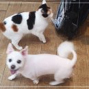 김성록동물병원 이미지