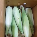 곡성농장 | 농라 곡성불로치농장 흑찰옥수수 후기