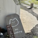 제주고양이 | 제주공항근처 고양이 많은 감성카페 미르담 다녀온 후기