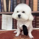 삐삐애견 이미지