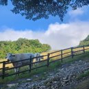 선 목장 이미지