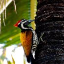 딱따구리 이미지