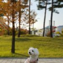 스쿱543 | 신부전 강아지 저단백 건강식 수제사료 추천, 스쿱543 멍라이스 내돈내산 구매후기