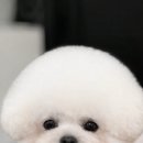 마벨펫 | 미니비숑은요?(믹스.분양가.수입)