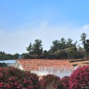 UR(서귀포시)-[남조로]-상-1 | 제주 동백꽃 명소 고르기 꿀팁 동백포레스트 VS 제주동백수목원 VS 길갈팜랜드 추천후기