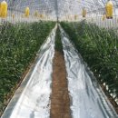 차리농장 이미지