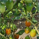 시냇물펜션 이미지