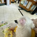 애니온동물병원 이미지