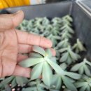 코코농장 2 이미지