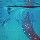 설요한 | 공항 픽업 오슬롭 고래상어 투어 예약 - 웨이브미 🐋