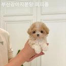 퍼피룸 네이버블로그