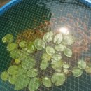 안성비단잉어 이미지