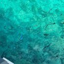 대신환경 | 몰디브 벨리간두 오션 풀빌라 수중환경 솔직후기 (거북이 대신 만난 것들)