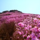 진달래화원 이미지