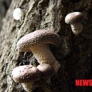 부여표고버섯식품