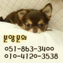 미스터독 이미지