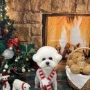 코코바코 이미지