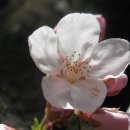 하동쌍계사 가는길의 벚꽃 이미지