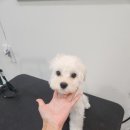 애견미용실 이미지