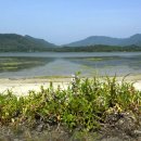 비야비야 이미지